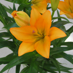 ��ë�β�--���